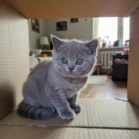 British Shorthair kitten available