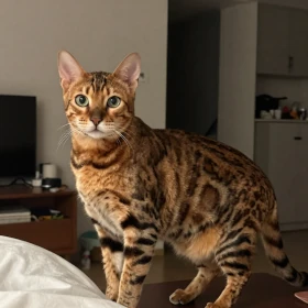 Brown Spotted Tabby Bengal kitten