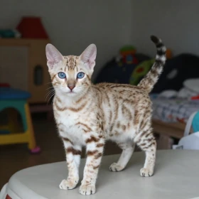Snow Seal Lynx Bengal kitten with blue eyes