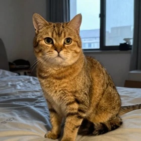 Golden Tabby British Shorthair kitten