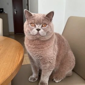 Lilac British Shorthair cat