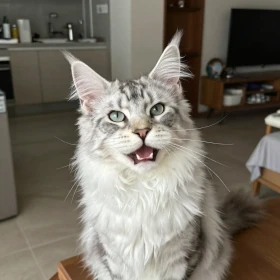 Silver Tabby Maine Coon kitten