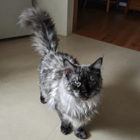 Black Smoke Maine Coon kitten