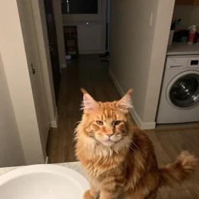 Red Tabby Maine Coon cat