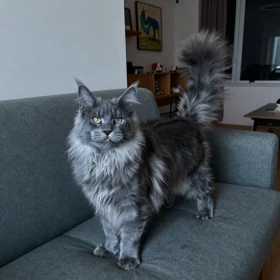 Blue Maine Coon cat