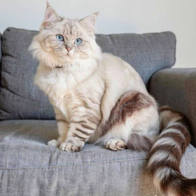 Blue Lynx Point Neva Masquerade cat