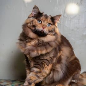 Tortie Point Neva Masquerade cat