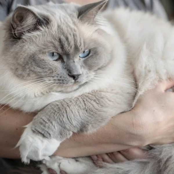Ragdoll cat