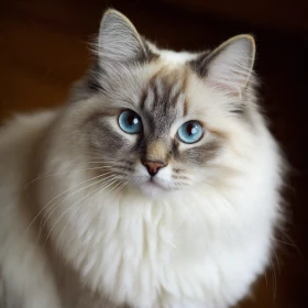 Ragdoll