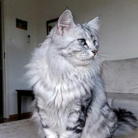 Silver Tabby Siberian kitten