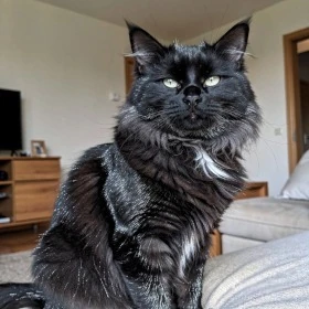 Black Smoke Siberian kitten